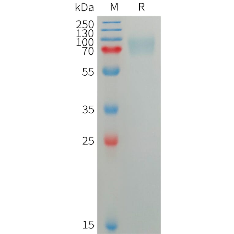 SDS-PAGE - Recombinant Human SIGLEC5 Protein (6×His Tag) (A317752) - Antibodies.com