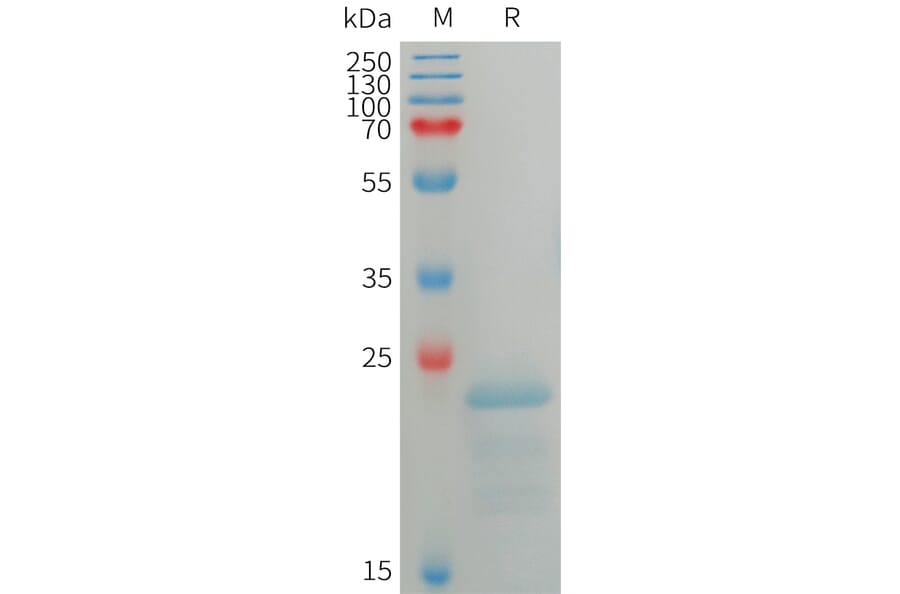 SDS-PAGE - Recombinant Human SP17 Protein (6×His Tag) (A317754) - Antibodies.com