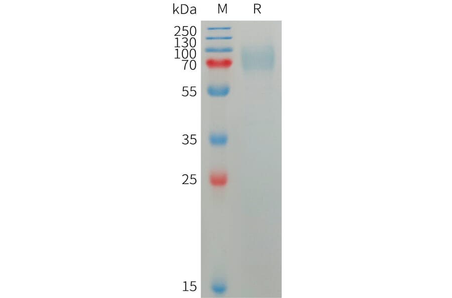SDS-PAGE - Recombinant Human Plxdc2 Protein (6×His Tag) (A317755) - Antibodies.com