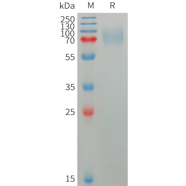 SDS-PAGE - Recombinant Human Plxdc2 Protein (6×His Tag) (A317755) - Antibodies.com