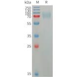 SDS-PAGE - Recombinant Human Plxdc2 Protein (6×His Tag) (A317755) - Antibodies.com
