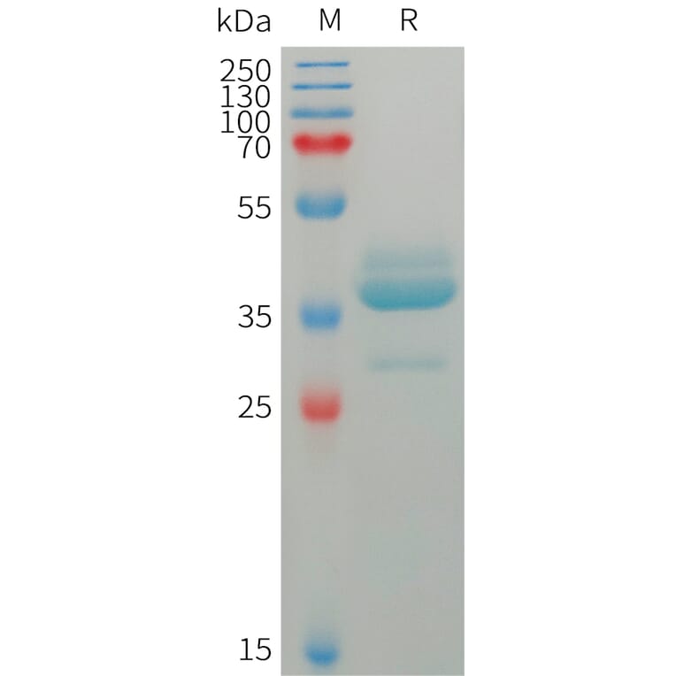 SDS-PAGE - Recombinant Human Estrogen Inducible Protein pS2 Protein (Fc Tag) (A317756) - Antibodies.com