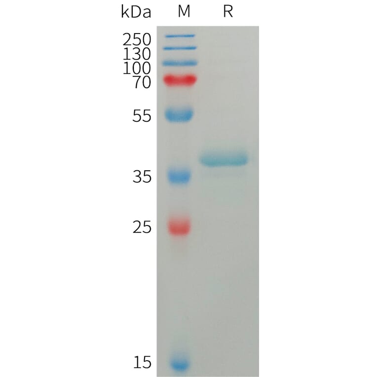 SDS-PAGE - Recombinant Human S100A4 Protein (Fc Tag) (A317757) - Antibodies.com