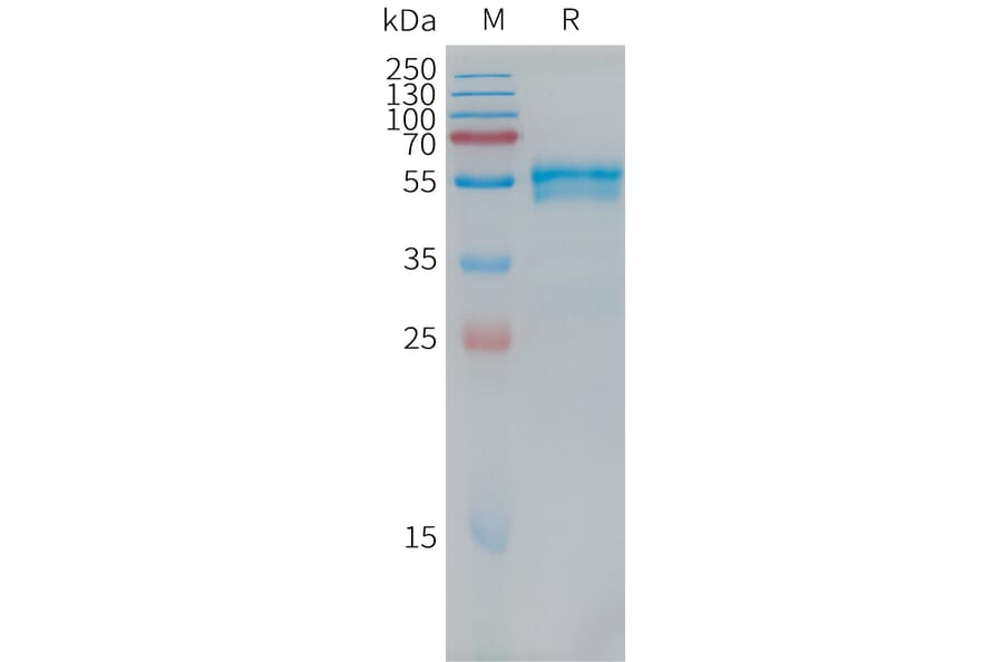 SDS-PAGE - Recombinant Human BMPR1A Protein (Fc Tag) (A317758) - Antibodies.com