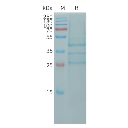 SDS-PAGE - Recombinant Human BMP2 Protein (Fc Tag) (A317759) - Antibodies.com
