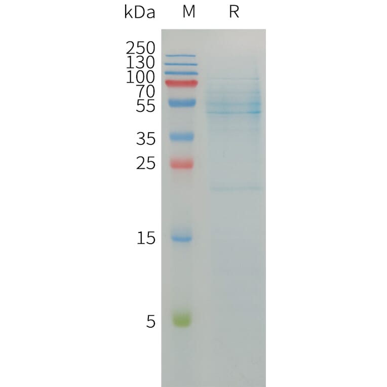 SDS-PAGE - Recombinant Human SEPP1 Protein (3×Flag Tag) (A317760) - Antibodies.com