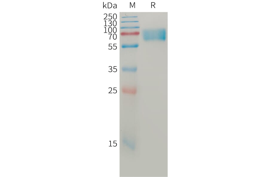 SDS-PAGE - Recombinant Human BACE1 Protein (6×His Tag) (A317761) - Antibodies.com