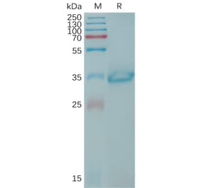 SDS-PAGE - Recombinant Human Claudin 6 Protein (Fc Tag) (A317767) - Antibodies.com