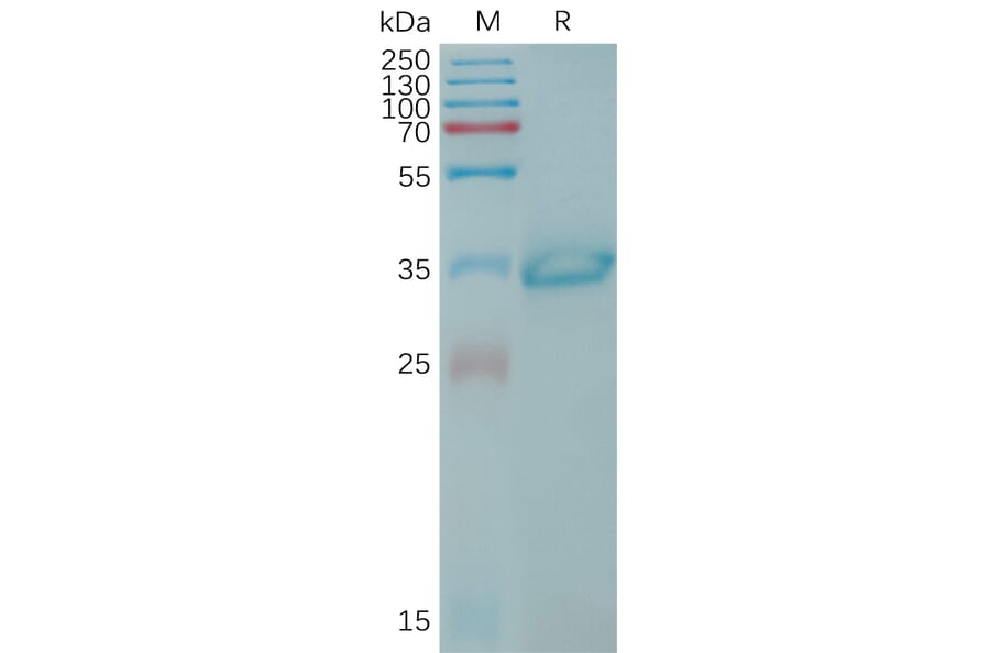 SDS-PAGE - Recombinant Human Claudin 6 Protein (Fc Tag) (A317767) - Antibodies.com