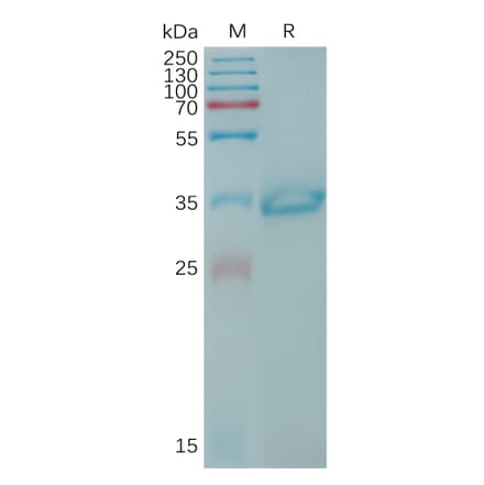 SDS-PAGE - Recombinant Human Claudin 6 Protein (Fc Tag) (A317767) - Antibodies.com