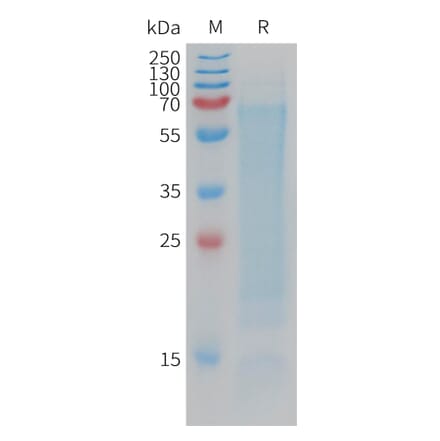 SDS-PAGE - Recombinant Human CD300LG Protein (6×His Tag) (A317771) - Antibodies.com