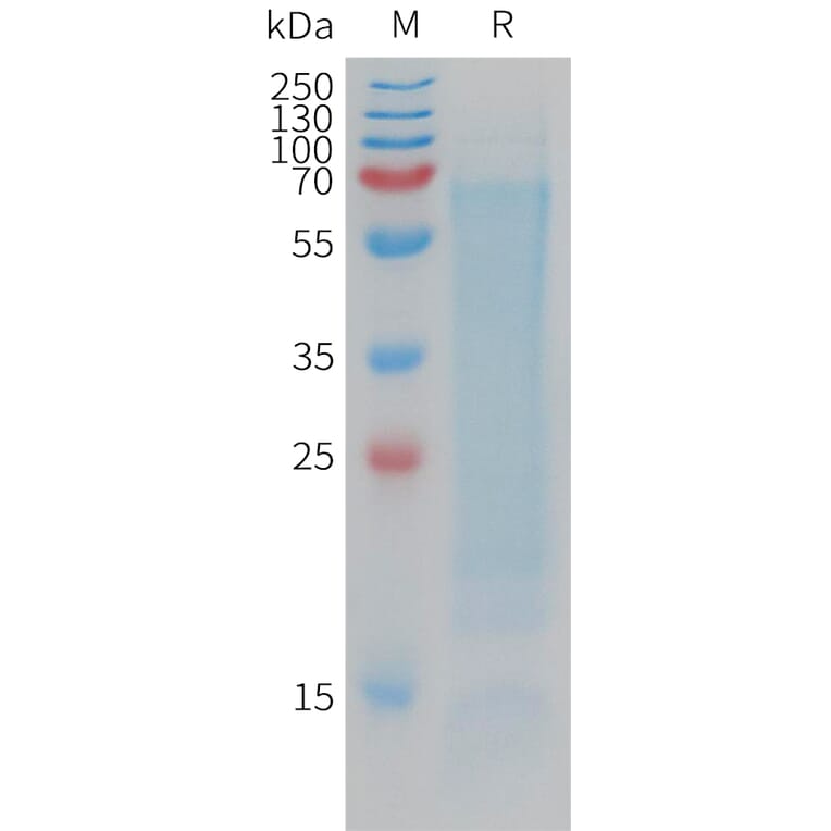 SDS-PAGE - Recombinant Human CD300LG Protein (6×His Tag) (A317771) - Antibodies.com