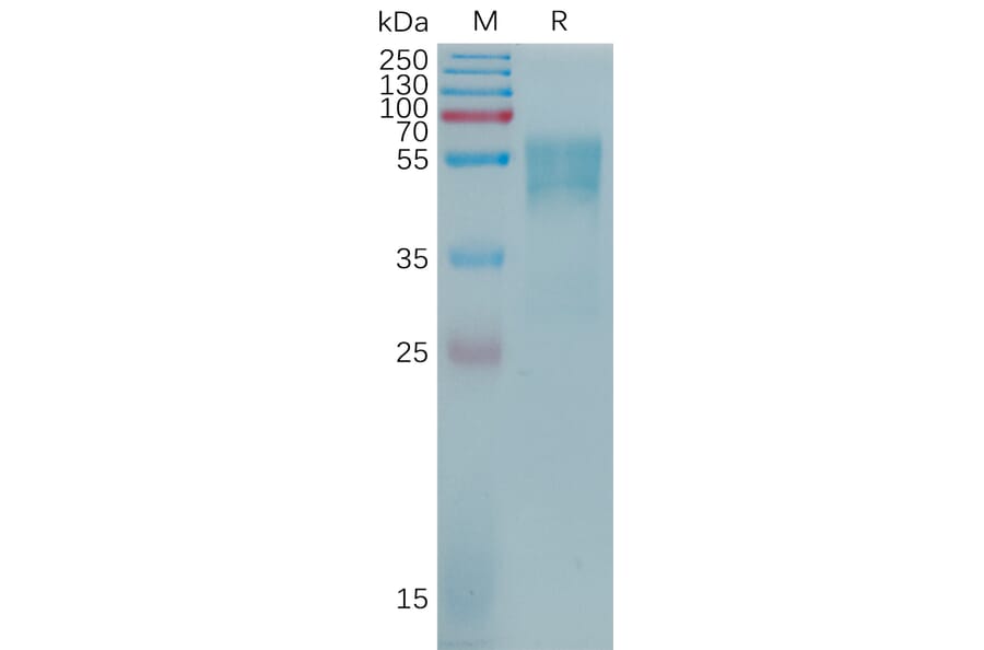 SDS-PAGE - Recombinant Human CD55 Protein (6×His Tag) (A317772) - Antibodies.com