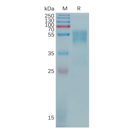 SDS-PAGE - Recombinant Human CD55 Protein (6×His Tag) (A317772) - Antibodies.com