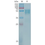 SDS-PAGE - Recombinant Human CD55 Protein (6×His Tag) (A317772) - Antibodies.com