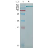 SDS-PAGE - Recombinant Human CD163 Protein (6×His Tag) (A317773) - Antibodies.com
