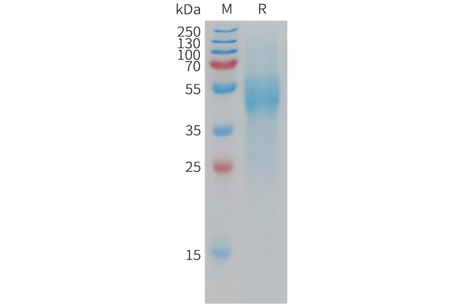 SDS-PAGE - Recombinant Human VSTM5 Protein (Fc Tag) (A317778) - Antibodies.com
