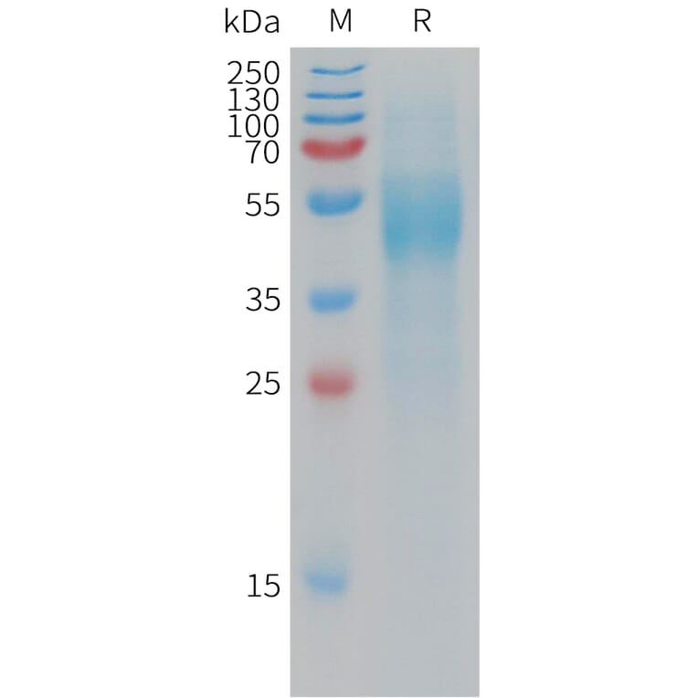 SDS-PAGE - Recombinant Human VSTM5 Protein (Fc Tag) (A317778) - Antibodies.com