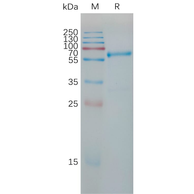 SDS-PAGE - Recombinant Human TIMP1 Protein (Fc Tag) (A317781) - Antibodies.com