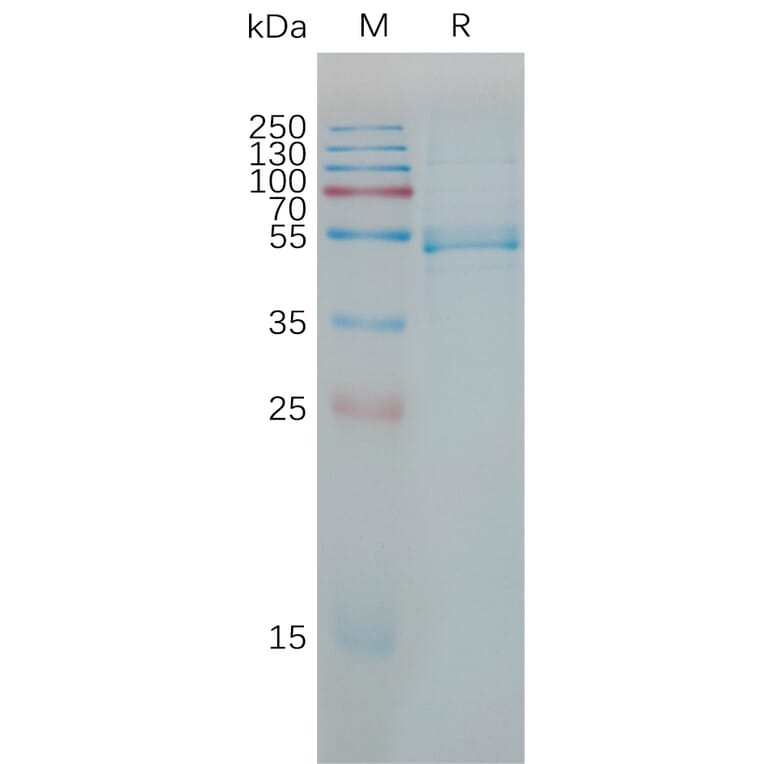 SDS-PAGE - Recombinant Human IL-23 Protein (Fc Tag) (A317782) - Antibodies.com
