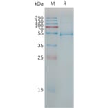 SDS-PAGE - Recombinant Human IL-23 Protein (Fc Tag) (A317782) - Antibodies.com