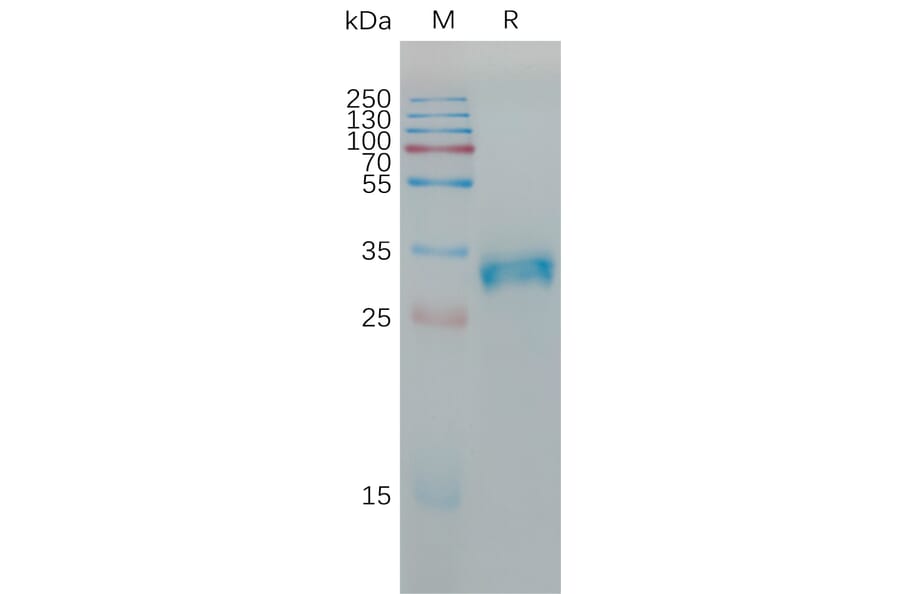 SDS-PAGE - Recombinant Human Claudin 6 Protein (Fc Tag) (A317784) - Antibodies.com