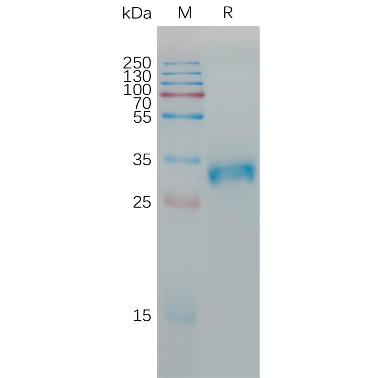 SDS-PAGE - Recombinant Human Claudin 6 Protein (Fc Tag) (A317784) - Antibodies.com