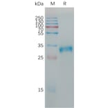 SDS-PAGE - Recombinant Human Claudin 6 Protein (Fc Tag) (A317784) - Antibodies.com