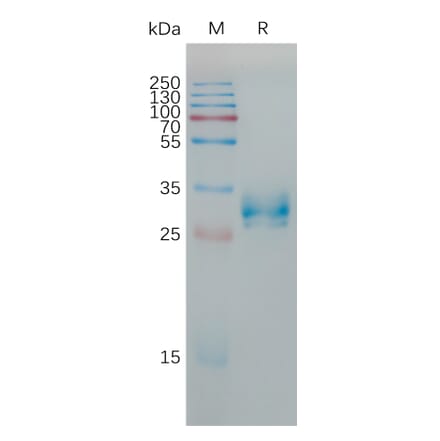 SDS-PAGE - Recombinant Human Claudin 6 Protein (Fc Tag) (A317785) - Antibodies.com