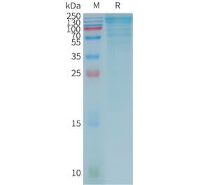 SDS-PAGE - Recombinant Human LGALS3BP Protein (3×Flag Tag) (A317786) - Antibodies.com