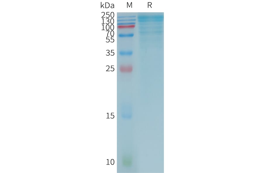 SDS-PAGE - Recombinant Human LGALS3BP Protein (3×Flag Tag) (A317786) - Antibodies.com