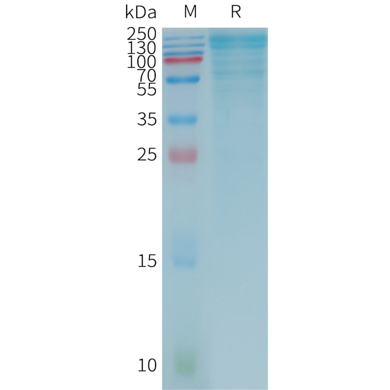 SDS-PAGE - Recombinant Human LGALS3BP Protein (3×Flag Tag) (A317786) - Antibodies.com