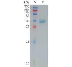 SDS-PAGE - Recombinant Human Claudin 4 Protein (Fc Tag) (A317788) - Antibodies.com