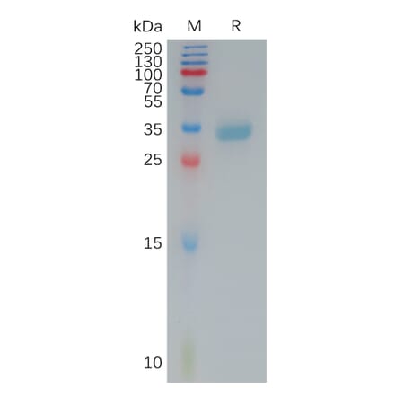 SDS-PAGE - Recombinant Human Claudin 4 Protein (Fc Tag) (A317788) - Antibodies.com