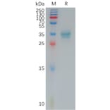 SDS-PAGE - Recombinant Human Claudin 4 Protein (Fc Tag) (A317789) - Antibodies.com
