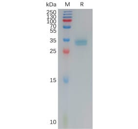SDS-PAGE - Recombinant Human Claudin 3 Protein (Fc Tag) (A317790) - Antibodies.com
