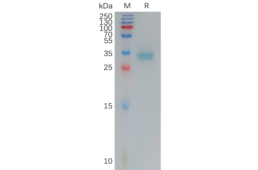 SDS-PAGE - Recombinant Human Claudin 3 Protein (Fc Tag) (A317790) - Antibodies.com