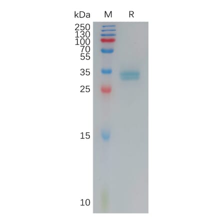 SDS-PAGE - Recombinant Human Claudin 3 Protein (Fc Tag) (A317790) - Antibodies.com