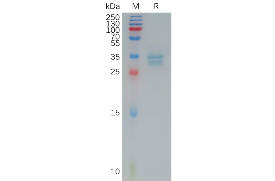 SDS-PAGE - Recombinant Human Claudin 3 Protein (Fc Tag) (A317791) - Antibodies.com