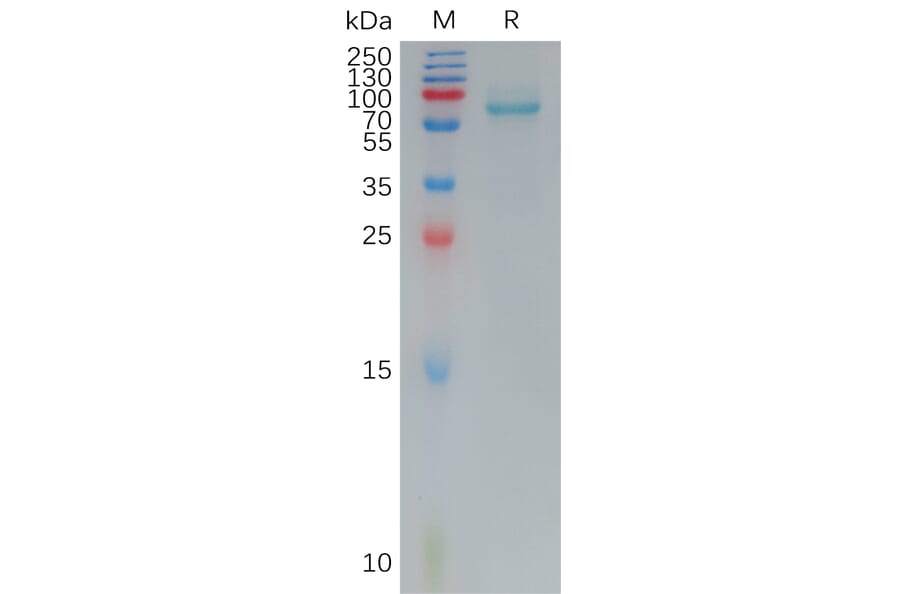 SDS-PAGE - Recombinant Human Frizzled 7 Protein (Fc Tag) (A317792) - Antibodies.com