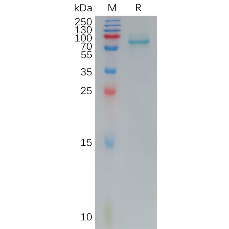 SDS-PAGE - Recombinant Human Frizzled 7 Protein (Fc Tag) (A317792) - Antibodies.com