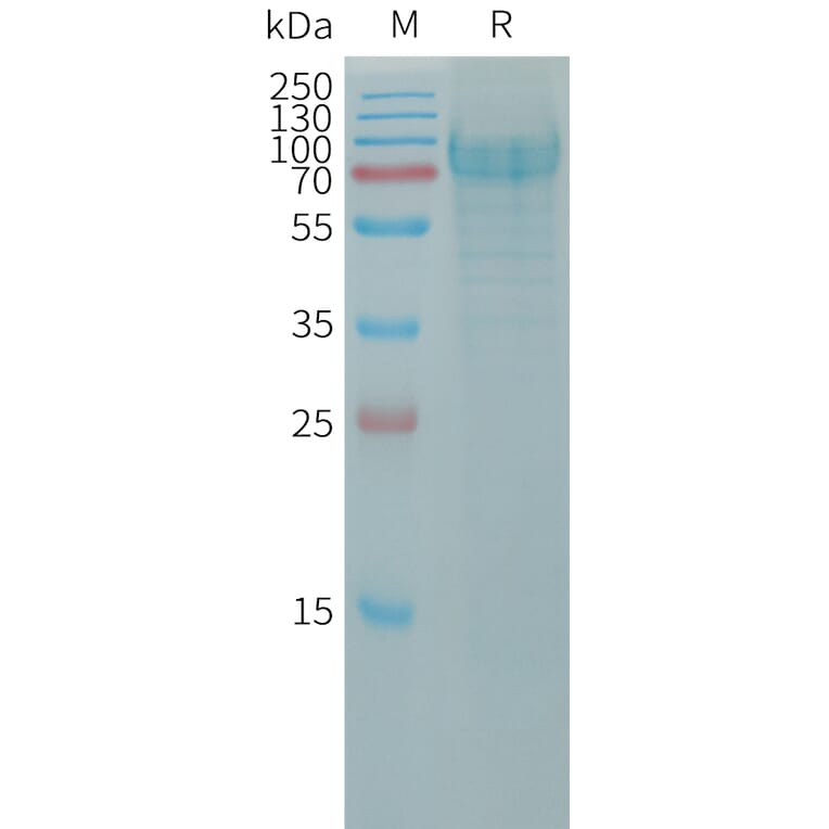 SDS-PAGE - Recombinant Human PODXL2 Protein (6×His Tag) (A317794) - Antibodies.com