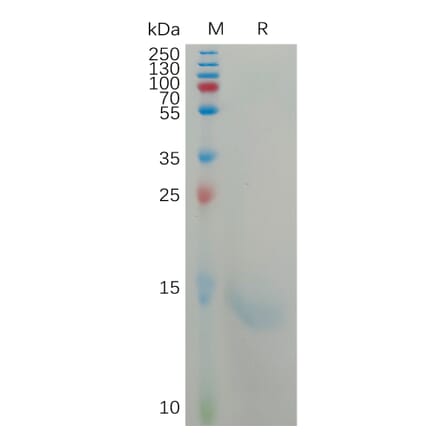 SDS-PAGE - Recombinant Human IL-8 Protein (6×His Tag) (A317801) - Antibodies.com