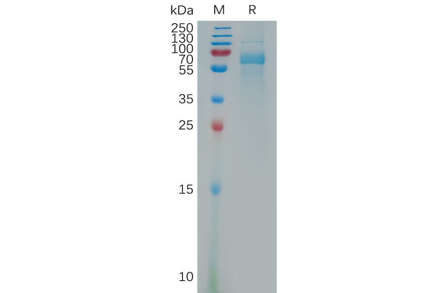 SDS-PAGE - Recombinant Human VPS4a Protein (6×His Tag) (A317802) - Antibodies.com
