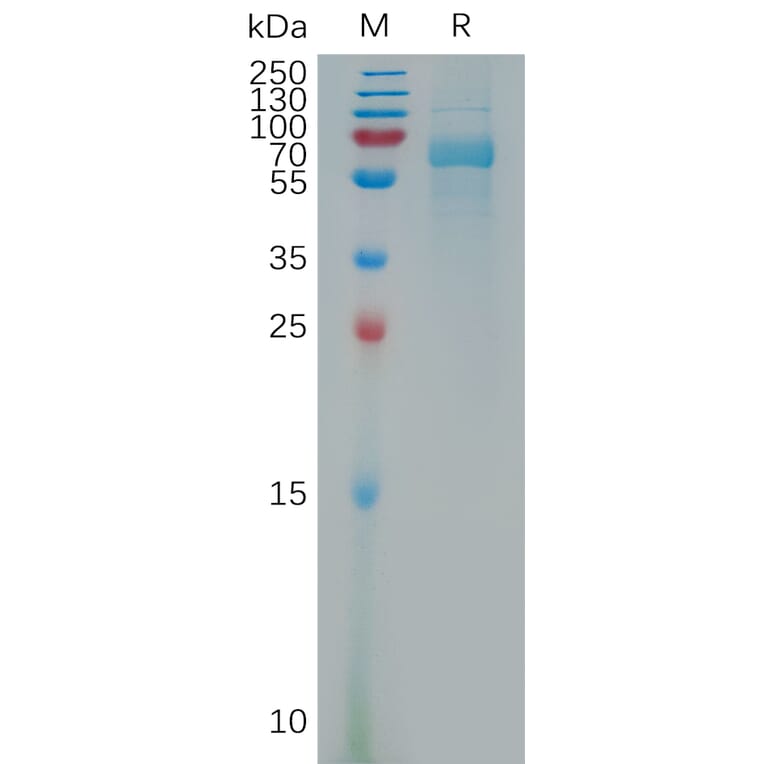 SDS-PAGE - Recombinant Human VPS4a Protein (6×His Tag) (A317802) - Antibodies.com