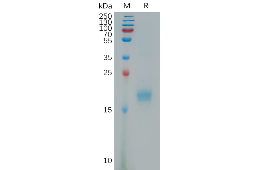 SDS-PAGE - Recombinant Human IL-17F Protein (6×His Tag) (A317804) - Antibodies.com