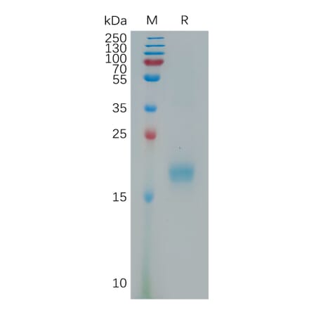 SDS-PAGE - Recombinant Human IL-17F Protein (6×His Tag) (A317804) - Antibodies.com