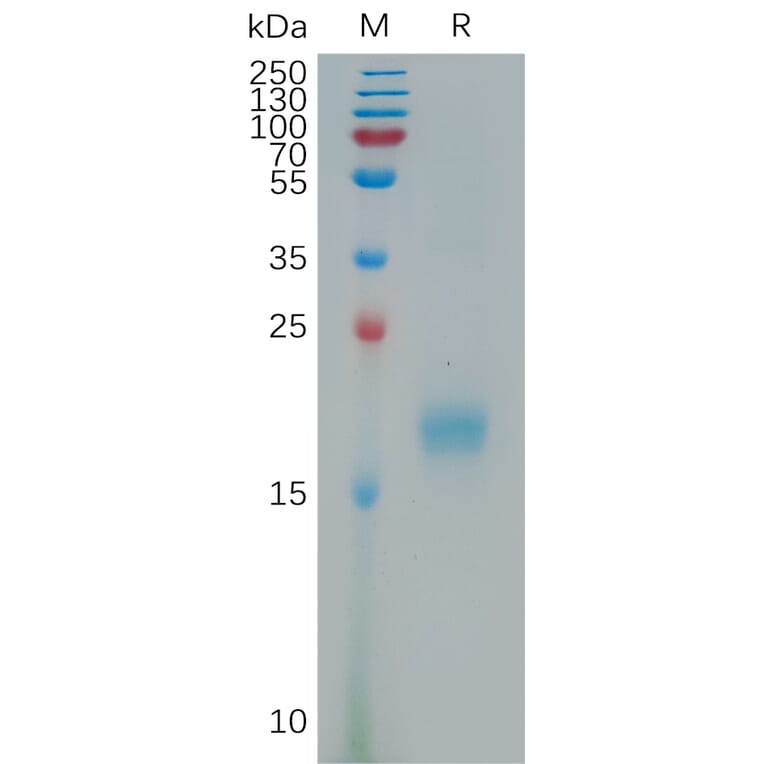 SDS-PAGE - Recombinant Human IL-17F Protein (6×His Tag) (A317804) - Antibodies.com