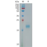 SDS-PAGE - Recombinant Human IL-17F Protein (6×His Tag) (A317804) - Antibodies.com