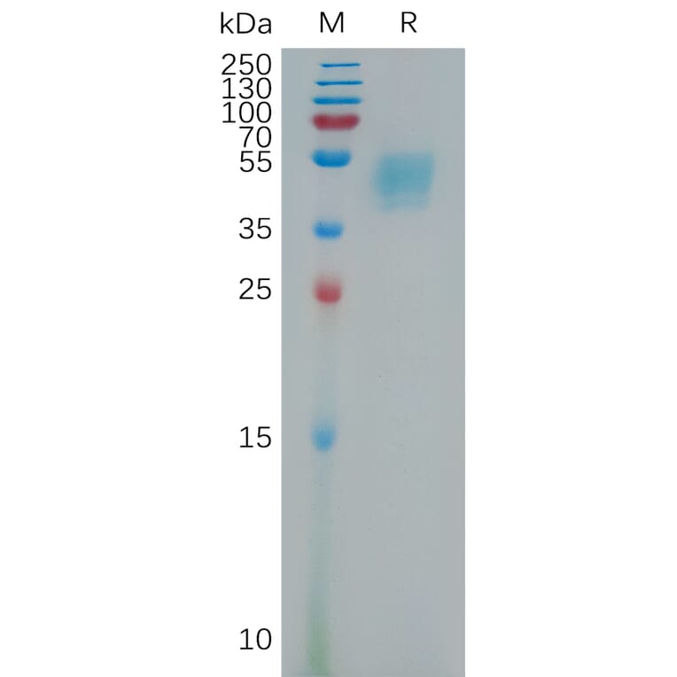 SDS-PAGE - Recombinant Human LRG1/LRG Protein (6×His Tag) (A317806) - Antibodies.com